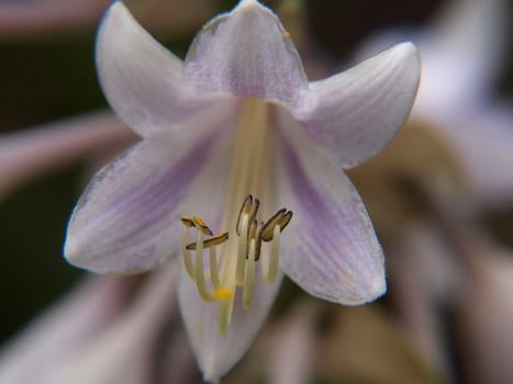 Closeup of lily flower, isolated towards other lilies