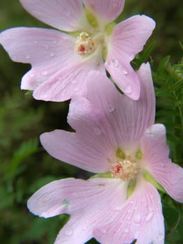 Closeup of a violet flower, isolated towards dark green