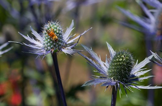 Busy golden been on green pistal of blue thorny petal  Eryngium flower with soft background