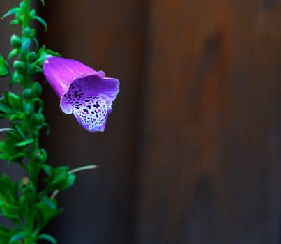 Lone Purple Foxglove against soft focus cedar wood fence