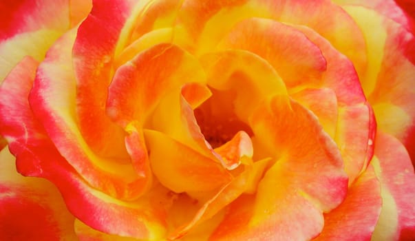 Close up macro of a Yellow Pink Orange Rose flower