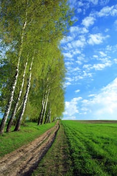 A lane in a field and birches along it