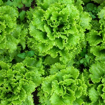 An image of bright fresh green lettuce 