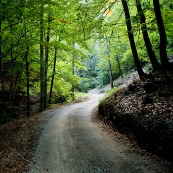 An image of a road in the park