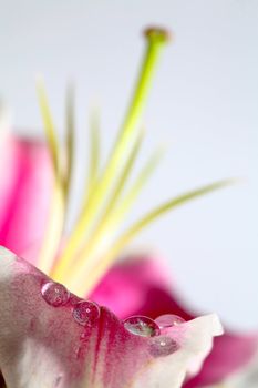An image of flower closeup: petals with water drop