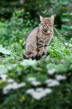 An image of a cat. Outdoor on green grass