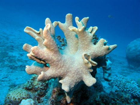 coral reef with soft coral on the bottom  of red sea in egypt