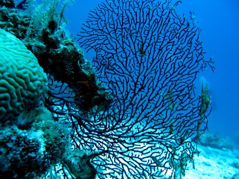 Coral reef with gorgonian, also known as sea whip or sea fan on the bottom of red sea in egypt







Coral reef with gorgonian, also known as sea whip or sea fan on the bottom of red sea