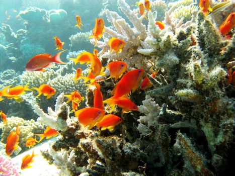 coral reef with stony coral and exotic fishes anthias at the bottom of red sea in egypt