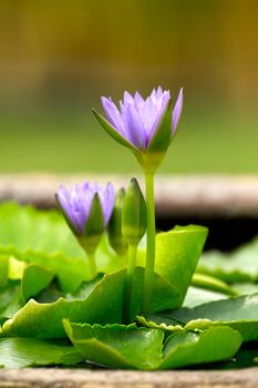 Violet blossom water lily and green leaf in the basin