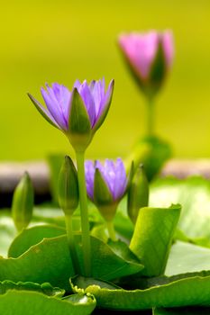 Violet blossom water lily and green leaf in the basin