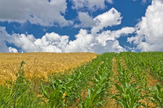 Colorful corn and wheat fields in springtime