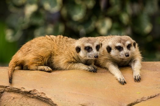 Two meerkat resting on ground in zoo, Thailand