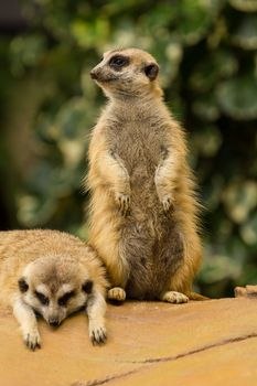 Meerkat looking around and checking out it's surroundings