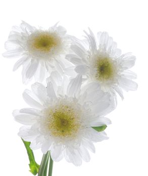 Three Garden Chamomiles isolated on white background