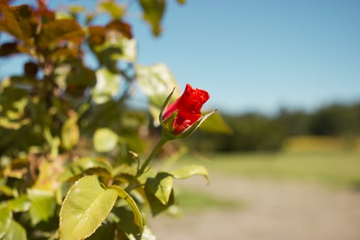 bud of wild red rose