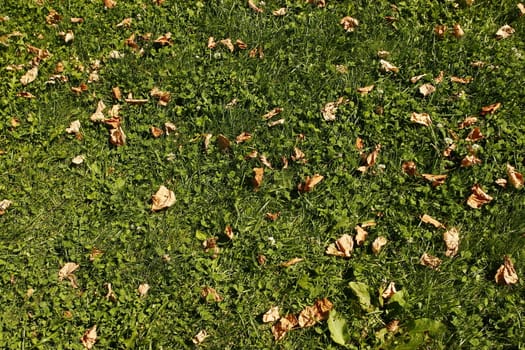 green grass with wilted leaf