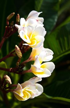 frangipani flowers on a tree in the garden