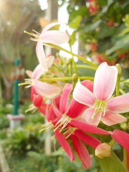 Fresh Flower in the garden                      