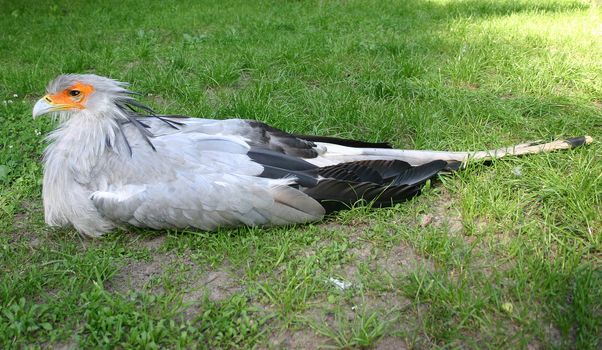 Egyptian vulture or Neophron percnopterus on the grass