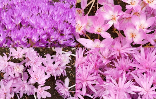 Collage background of purple crocuses. The picture is made up of several photographs