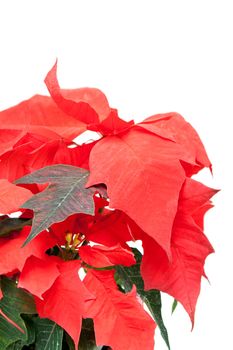 Red flower with green sheet on white background