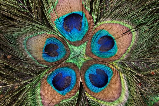background color of the peacock's feathers
