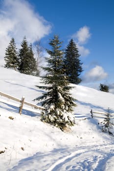 An image of nice firtrees covered with snow and blue sky