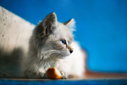 An image of a kitten on stairs