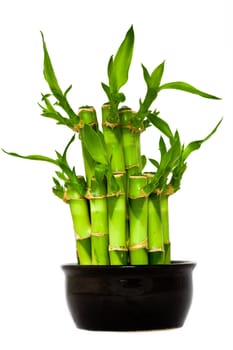 Nature theme: an image of green  bamboo in pot