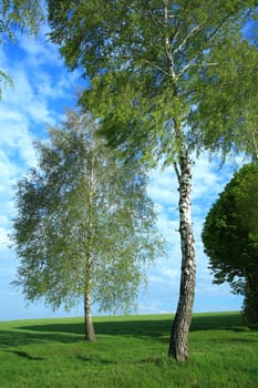 An image of two birches in the field