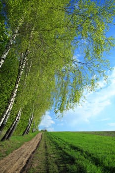 A road in a field and birches along it