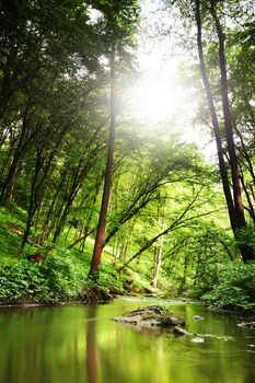Stock photo: an image of a forest and a river