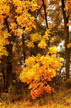 A background of yellow trees