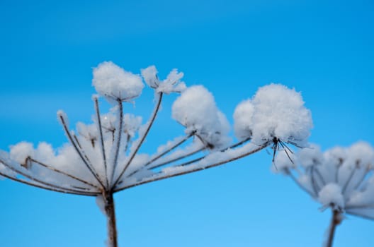 Winter landscape.Winter scene .Frozenned flower