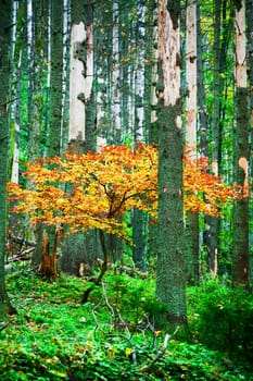 An image of a yellow tree in forest