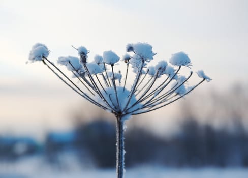 Winter landscape.Winter scene .Frozenned flower