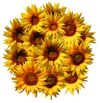 An image of sunflower pattern isolated over white background