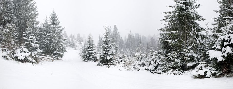 Stock photo: nature: an image of a beautiful winter forest