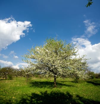Apple tree in blossom by springtime on the cloudy blue sky background