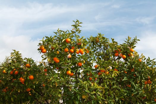 Branches with the fruits of the tangerine trees against the sky