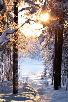 winter forest, the sunlight shines through the trees