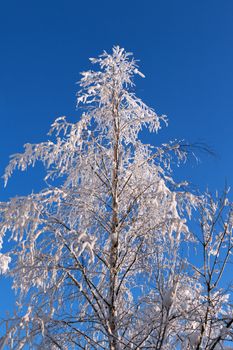 tree in the snow against the blue sky