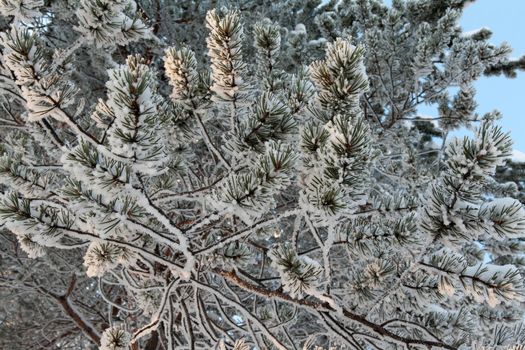 branches of pine trees in the snow against the blue sky