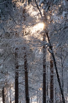 winter forest, the sunlight shines through the trees