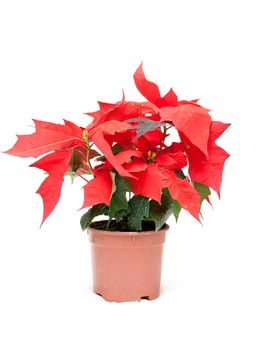 Red flower with green sheet on white background