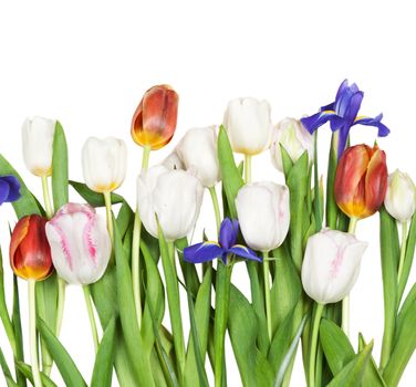 flowers tulips, iris, isolated on white background