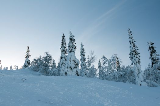 trees in the snow mountains in the background