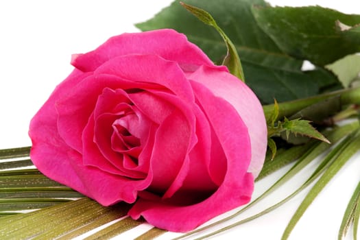 fresh red roses isolated on white background
