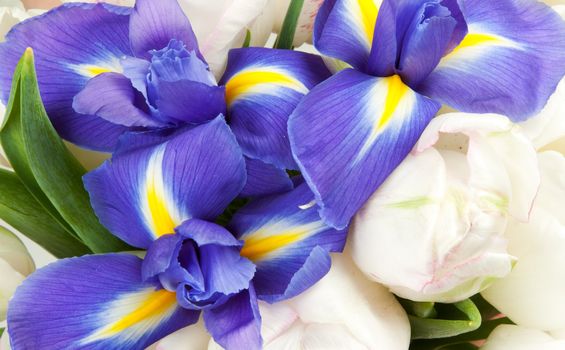 background of the irises and white tulips